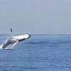 東京湾のクジラさん、何かを訴えかけるようにジャンプを繰り返す 	
