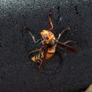 12月のオオスズメバチの♂