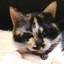 【平和を保つ距離】 2025 猫団子の季節 No.3　～なっちゃん 編＿黒猫な日常：クロネコ「黒龍」