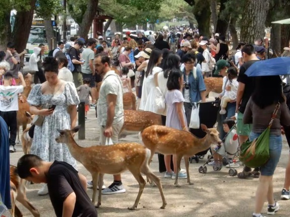 【奈良】外国人観光客、奈良公園だけ見て帰ってしまう人が多数