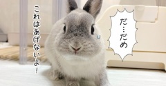 うさぎのルリ(10/10追記)