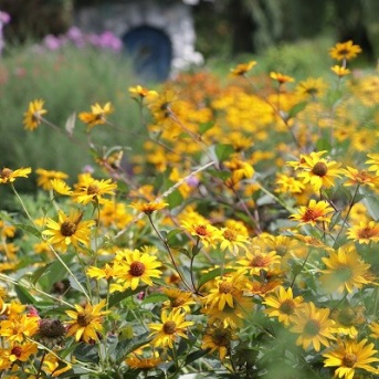 【ガーデニング】お盆を過ぎると秋の北海道！いつからあった？初めて気づく木の顔♪