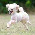 5-31-2　松本　ニキくん　3歳　南あわじドッグラン・飛行犬撮影所にて