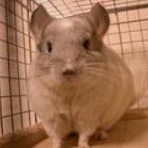 chinchilla * 七歩　猪口炭　何の 花