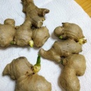 7月はじめ、ショウガの芽が出ていたので植えてみました。