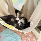 里親さんを待ってる猫たち(6/29)