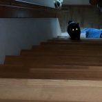 馬とニャンコと男と女