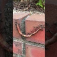 撮影してて「おぉ！？」となった生き物動画