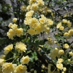 フランチャイズ地獄からの脱出  藤原義塾からの報告書