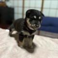 生後1か月フワモフ子犬ちゃん