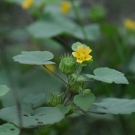 野の花礼賛