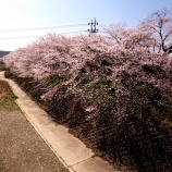 『2026.4『井原堤🌸』を歩いてみたよ⑥ / 岡山県井原市』の画像