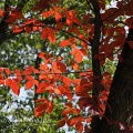 溜池の紅葉