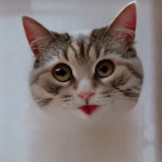 穏やかな日、猫との生活