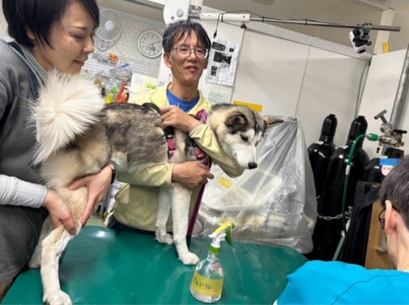 マラミュートハーフのミューちゃん、明日オペ👌