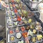 爽やか～な自家製レモンシロップでレモンスカッシュ＆園芸やさんの創業祭