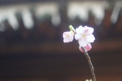 EBC FUJINON-W 35mm f1.9(M42) : 会計士によるバリューアップ クラカメ趣味