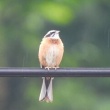 今日見た野鳥　ホオジロ・ヒヨドリ・キジバト・キジ