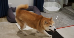 昼のシニア犬＆夜のシニア犬
