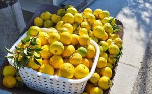 地面に落下させて 柚子30㎏収穫