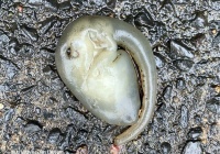 世界各地に伝わる人魚伝説と真実 カラパイア