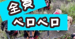 やっとこさ。