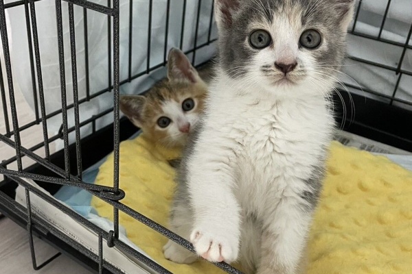 保護猫さんの徒然日記 - 三毛猫