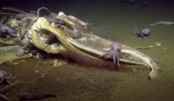 【画像】タコがクジラを食ってた