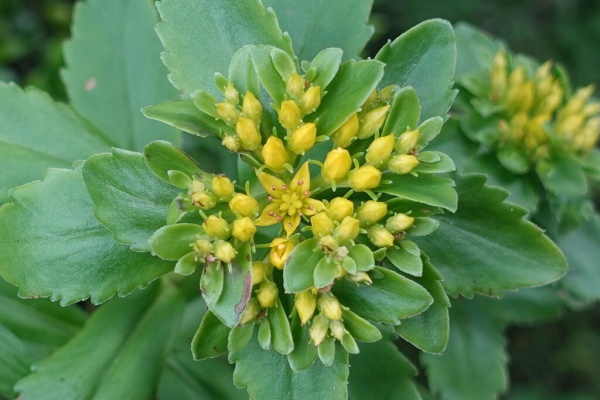九州中 北部の山で見かけた植物 ベンケイソウ科