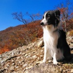 ひろいびと 清掃登山犬達と三重県の山ゴミ拾い清掃活動記録