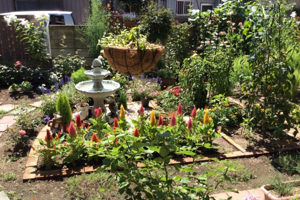 ガーデニングビギナーが始めるゆる い庭ライフ カサブランカ