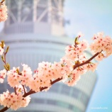 『敵は「焦り」や「怒り」』の画像