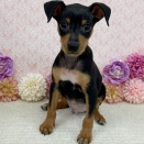 今週入舎の子達🐶🐾