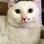 うちのとらまる