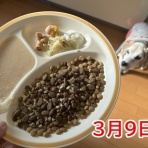 ガオだらけな日々　