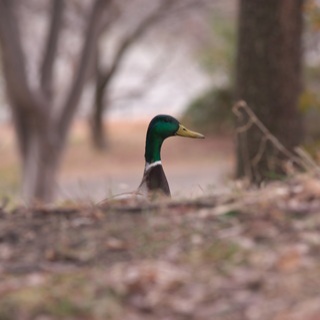 KAMONOMANIA　カモノマニア