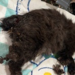 NPO犬猫みなしご救援隊・代表ブログ・みなしご庵へようこそ