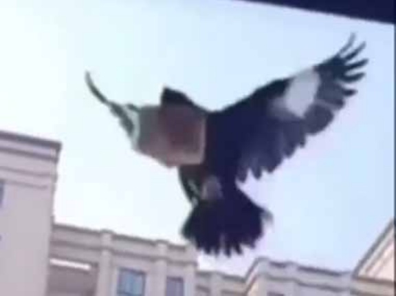 うちで飼っている鳥が窓から帰ってきた。今日も見つけてきたよ♪ → 咥えているモノは「これ」です…