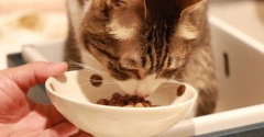 猫と桃箱。