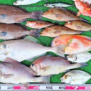 2025年12月16日　釣果