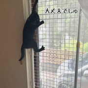 今年の脱走柵登り