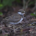 『投稿：BORG107FLによる黄色いアイリングのコチドリ　2023/08/24』の画像