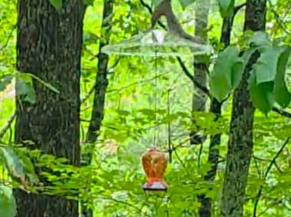 庭に鳥の餌台を吊るしていた。するするるる～♪ → 小さなイーサン・ハントが現れた…
