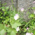 高槻の街かどで今年もツキミソウの花を見かけた　2026年