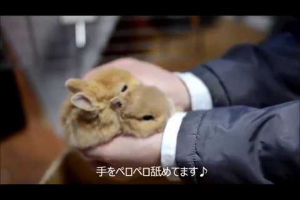 手の上で並んでる姿が可愛いネザーランドドワーフの赤ちゃん達 アニマル動画 もふもふ通信