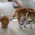 猫に気を遣うシニア犬
