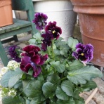 写真のクラ蔵 ライブドア