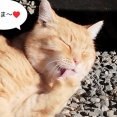 まただ