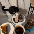 【ご飯日記】ケーキと猫・頂き物ばかり・スプラウト栽培