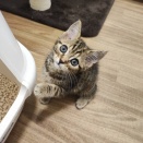 マンチカン🐱⭐️